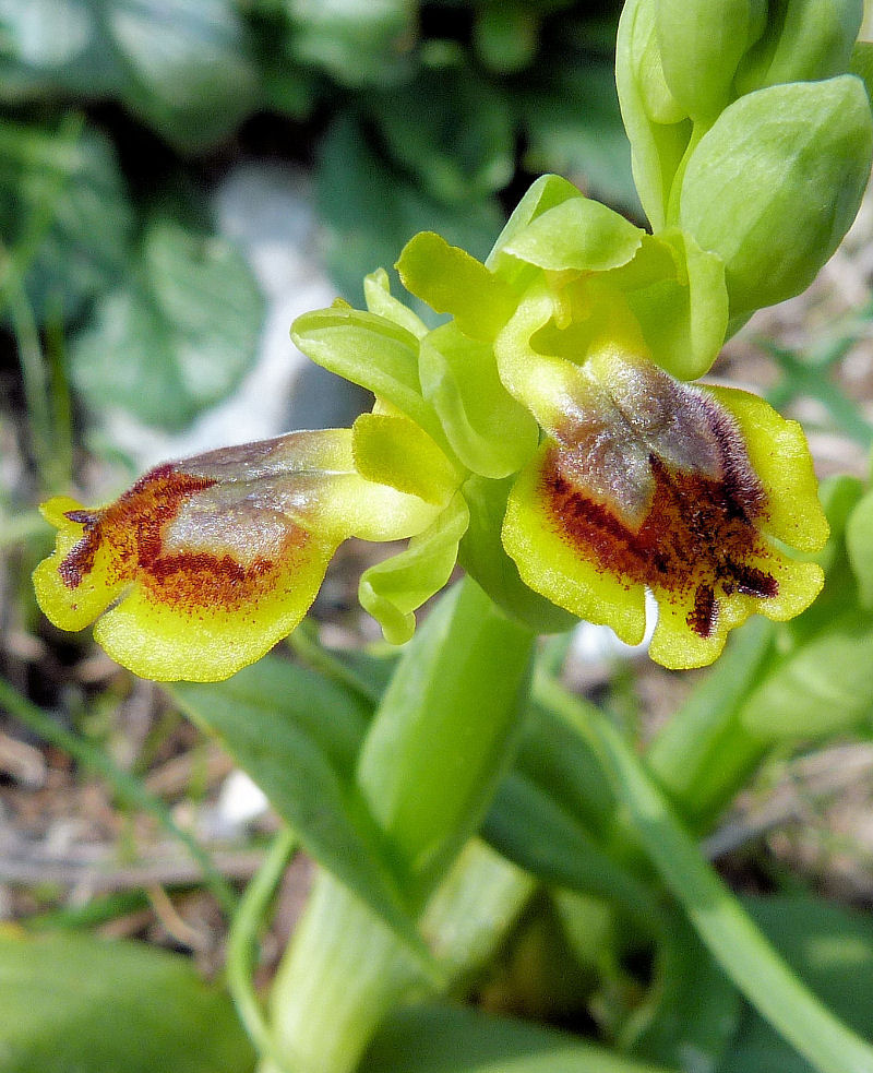 Orchidea siciliana